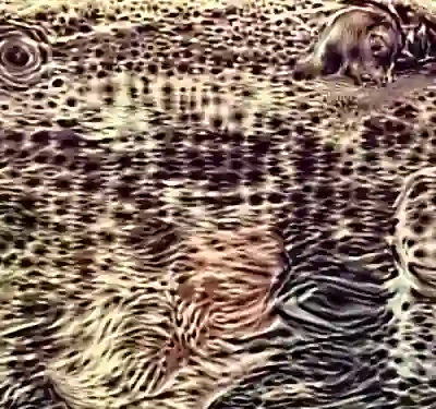 inscription 0dbf168db09ead7c4ae06c2d6ad64c0b5a21de9b8c95b16fa9a814e088005ea6i2