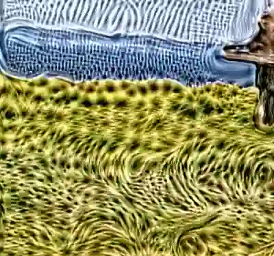 inscription 264a7098eeeff33236a34c5d53efd9fc1438d91b891cf40716bf1b518ebbf4f0i0