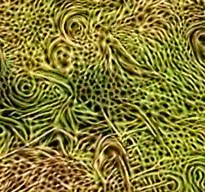 inscription 35270ddc87bb6a84116e96f1fcecfe8d0913efd44cf47c6f086d2b033d2b0bafi1