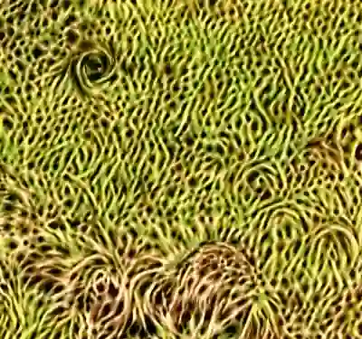 inscription 35270ddc87bb6a84116e96f1fcecfe8d0913efd44cf47c6f086d2b033d2b0bafi8