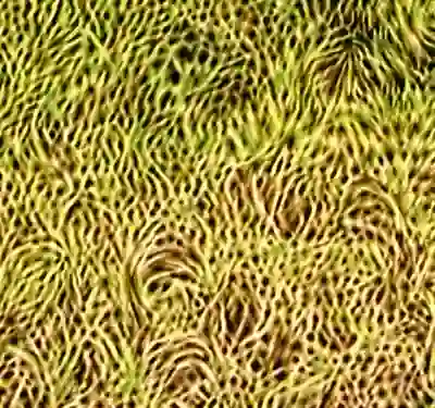 inscription 35270ddc87bb6a84116e96f1fcecfe8d0913efd44cf47c6f086d2b033d2b0bafi9