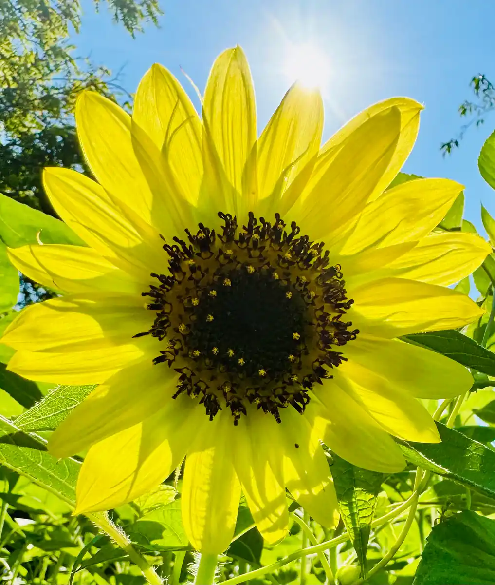 inscription 38252181a222666f0829076a5920ec9ca18c1ee3067be1323b19ca7d98898319i0