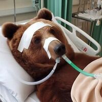 inscription 3d06f7b0476c6826461f52469f5eb48d9d6060d5c2b1efde3205e73dd1dd34eci0