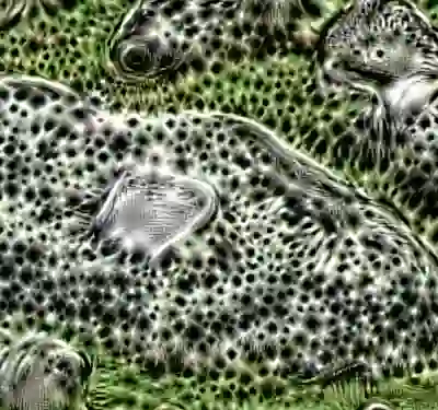 inscription 42703a3a8c5516fff3a3884a169b6a8f3611102de3d8d348045157f85ca4b0ddi1