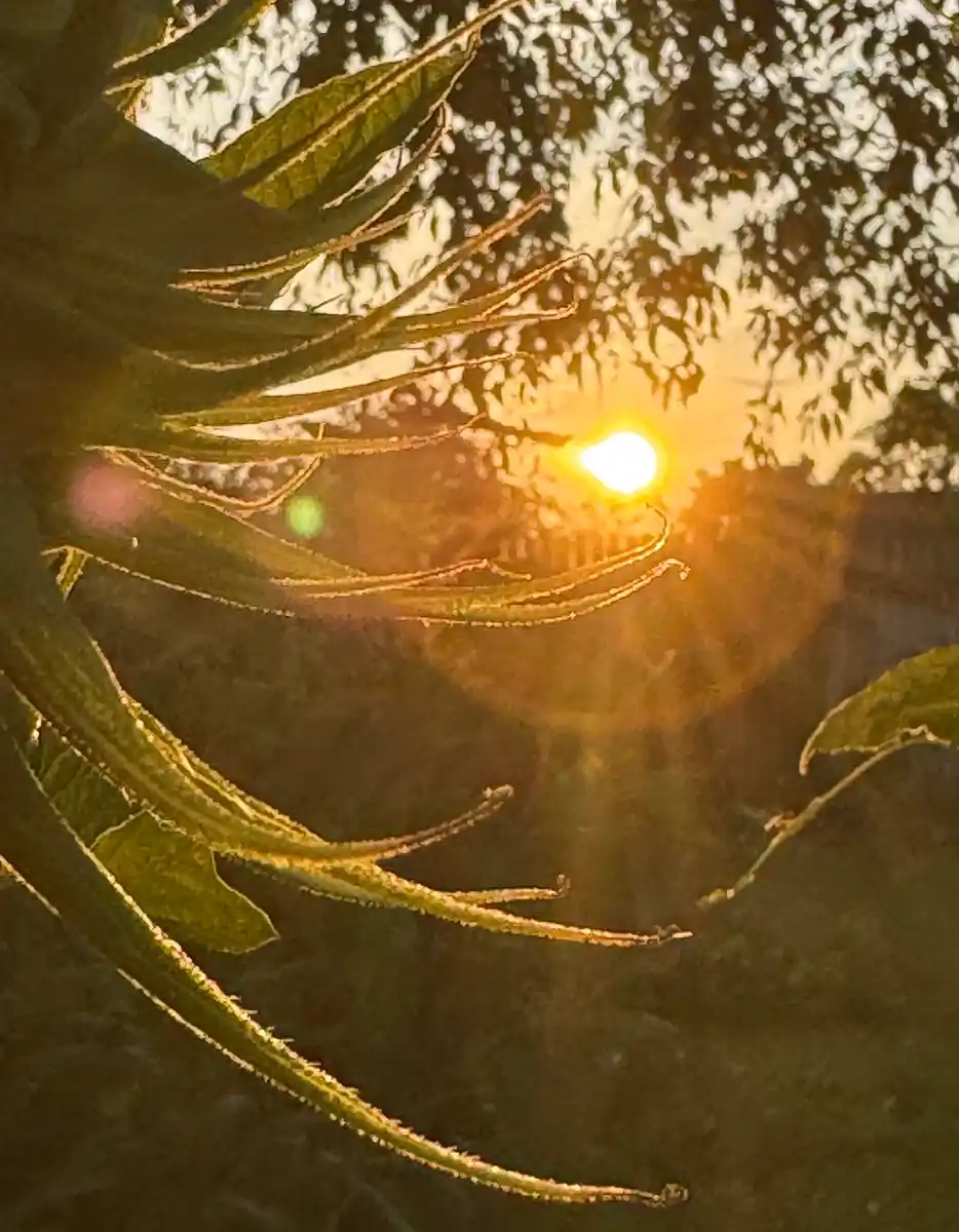 inscription 4a5550776aed073661e0ec8b167801bb5b0f1e566c7db7ae0bae2ddc91920d47i0