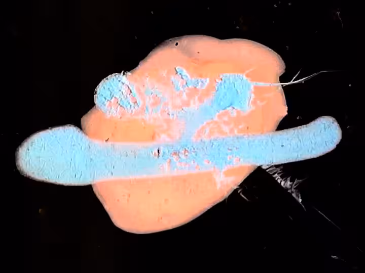 inscription 4ca6d547a297bfe6b3df90167bc254d9dcd56dc6140e570aec586f2980a7999fi28