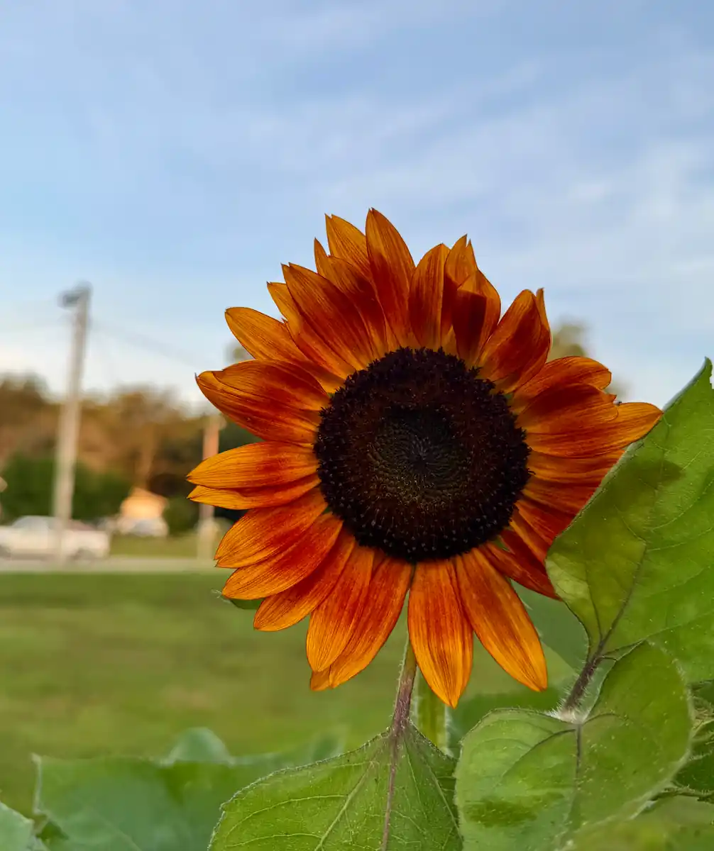 inscription 516520e68c6b7b049186128b769c076d96441173b94cb869f03ff597b9ceb1a5i0