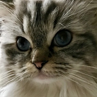 inscription 597b8d5cd4600968990e575565cf27165c6492835cdac82d4d964afd4490cfa1i0