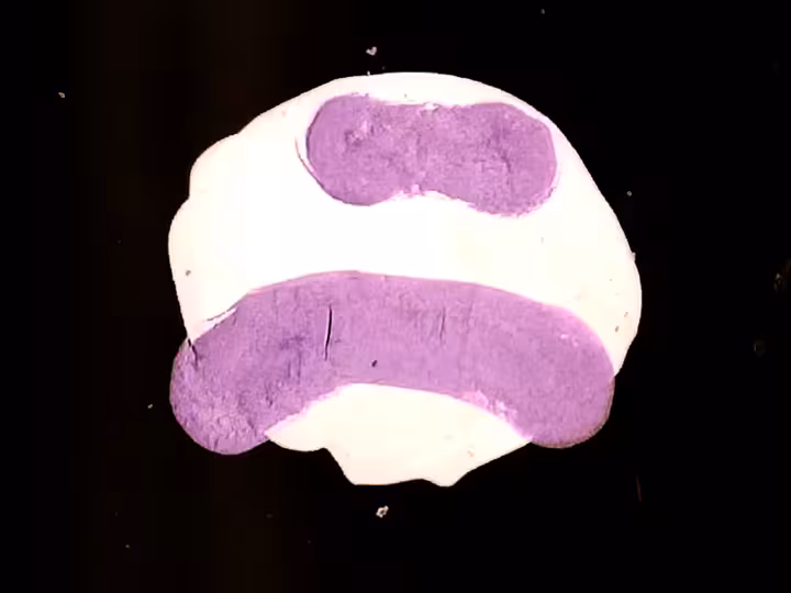 inscription 651c49c112ab1685364220cacf6f0244771562b597ba7490736904127f75a2bci15