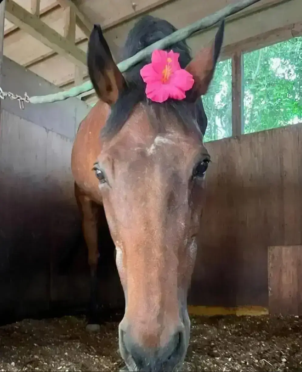 inscription 6617705b8a45094cc3b7895ec8fdda663f5ea410dddc5a07fd334cd79fd133e2i0