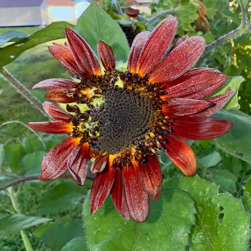 inscription 6a0ba5d70ac194581406c1aaec9b49bbce56e9960cd2f0fee0a6c3342b66e069i0