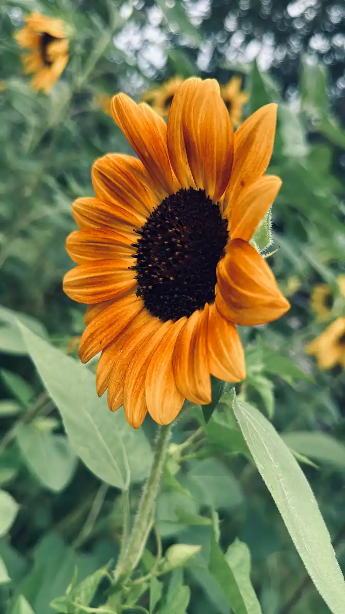 inscription 736fc8828bc464f9dae3a1efc909e9a624740c90f7da8203e909b29f0131b9ddi0