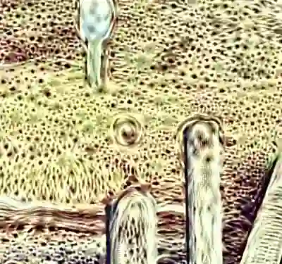 inscription 8ae3349deb5892045c53e1990ba08493e352e2acc02bc523b9e6ab9f6d9124f9i4