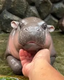 inscription 939983e2de6cbfeeaeb3a147a232d6edd0af9bb73b204f3caa0218875079eed3i0