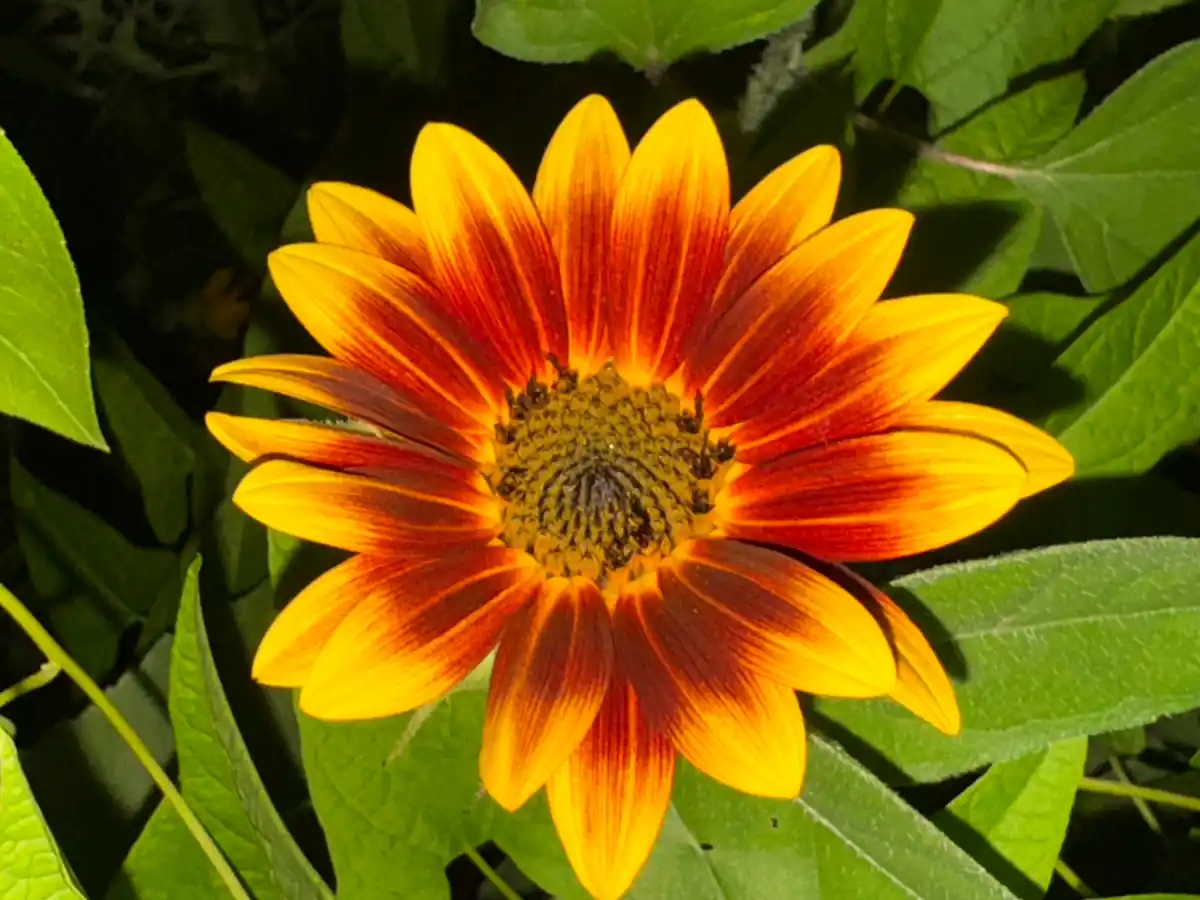 inscription 9ce98f33eee658a82ec4d0226fa32f50cb6f22ffe034b5ef8bcc84f3b4c18b4di0