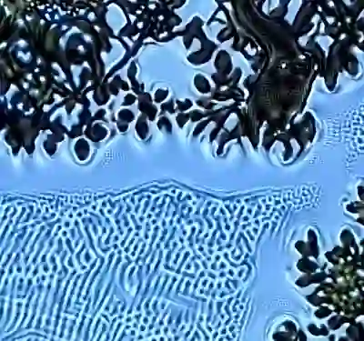 inscription a38d2a61df2d7fae03f74703872565a5bcd0696985b3270e0f64f493e3e93992i6