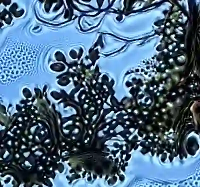 inscription a38d2a61df2d7fae03f74703872565a5bcd0696985b3270e0f64f493e3e93992i7