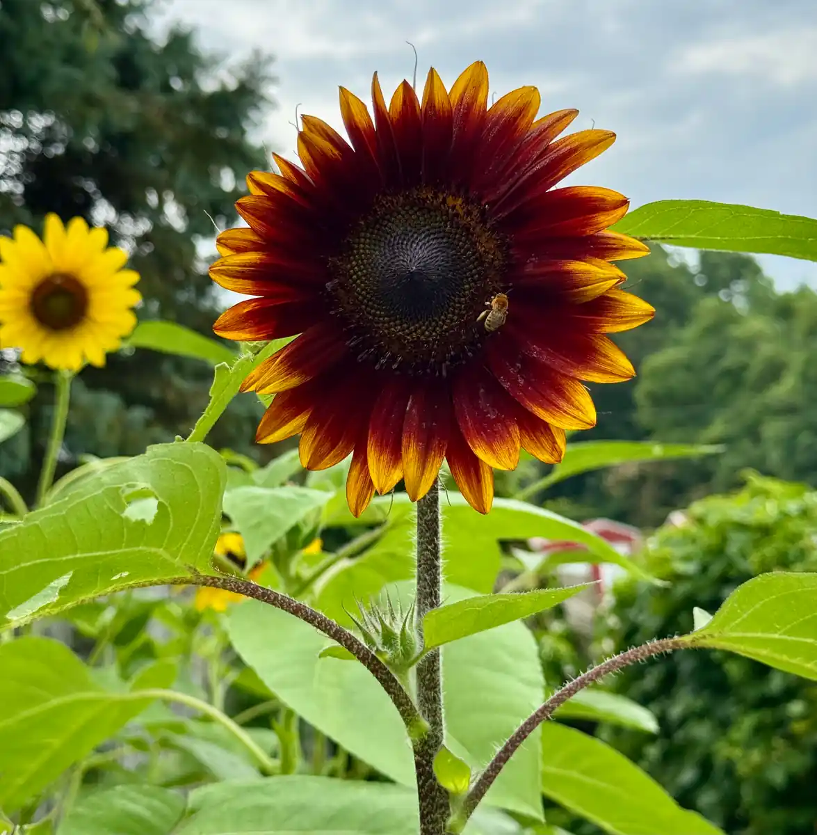 inscription bcec00c171e318b0badbb3c6917cc40140f70b7acdeba7a44e1eda593558930ai0