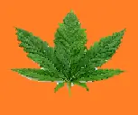 inscription cef75b2f6181047f7c616b38e05464e3eab94434f253fae186717928bd4d51f8i0