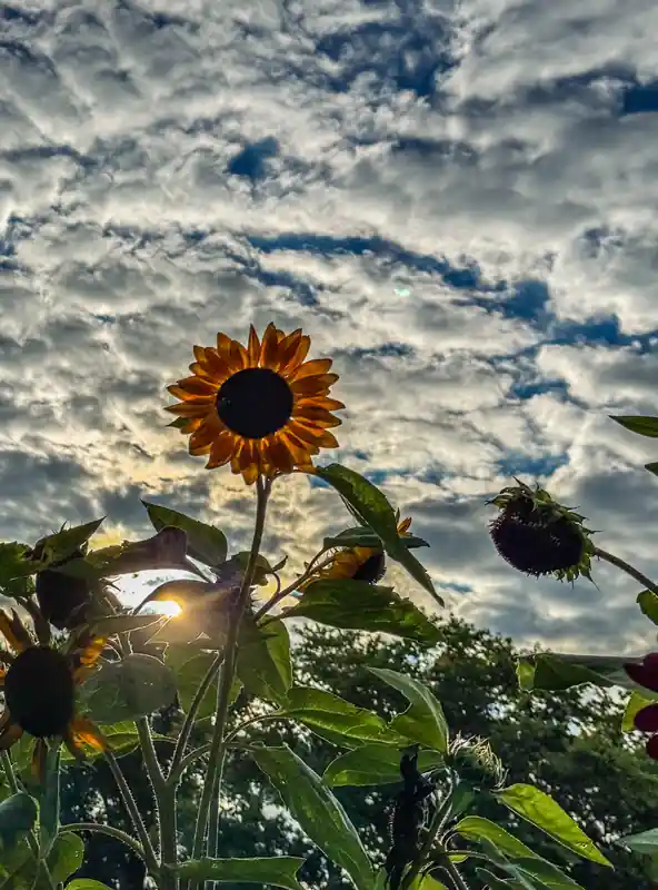 inscription f8a83415bdbcac7d4d99e21a5cc1a99a7c9b2b6746f3b77e17fee3f1db98d27di0